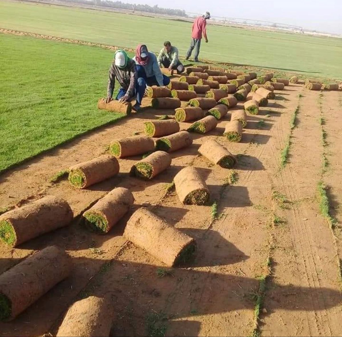 صيانة حديقة عامة -    